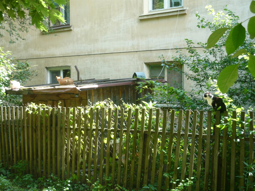 Аборигены