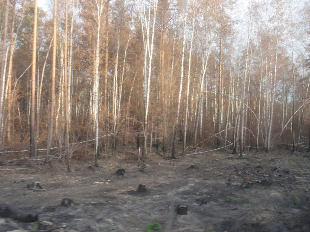 сгоревший лес 2010