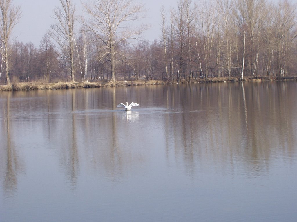 Warm Lakes
