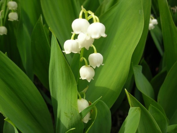 Весна в городе (Flowers macro - tenderness)