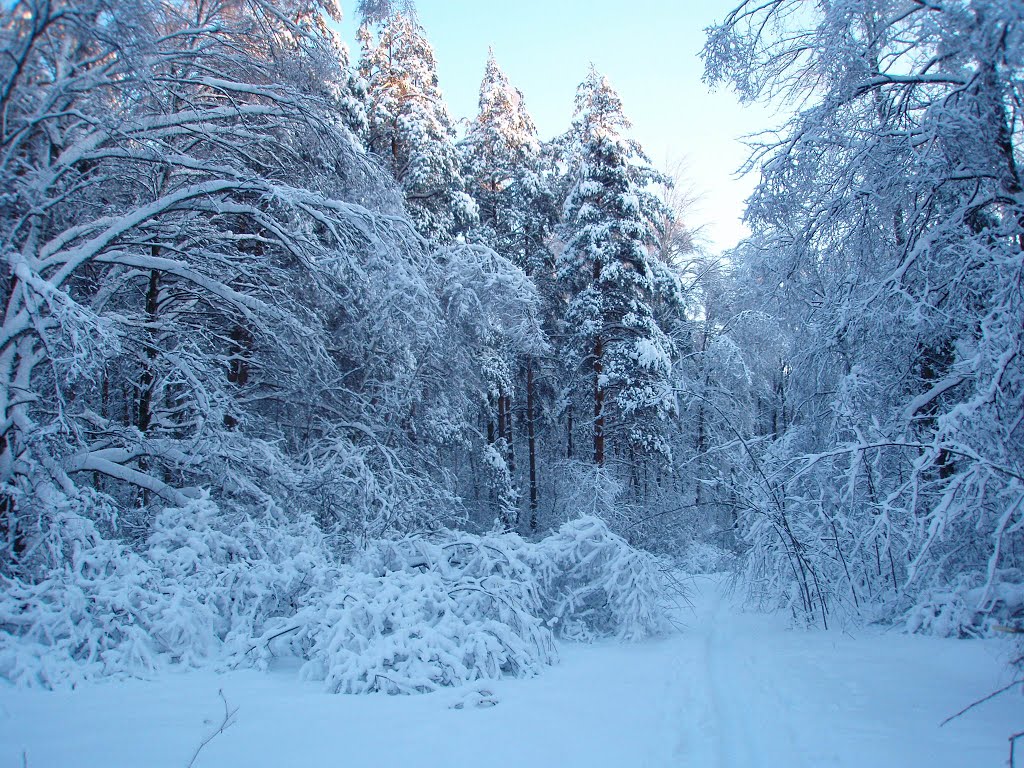 Зимний лес.