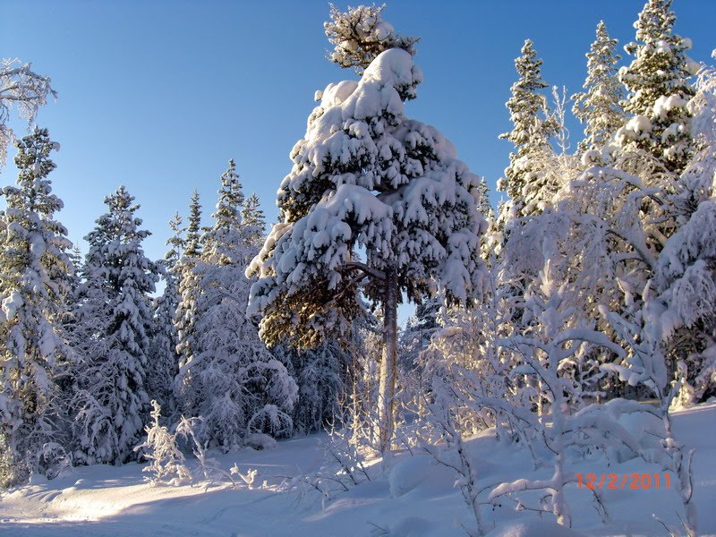 The frozen pine