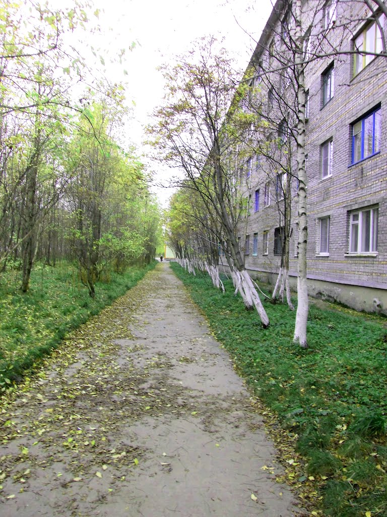 листья падают