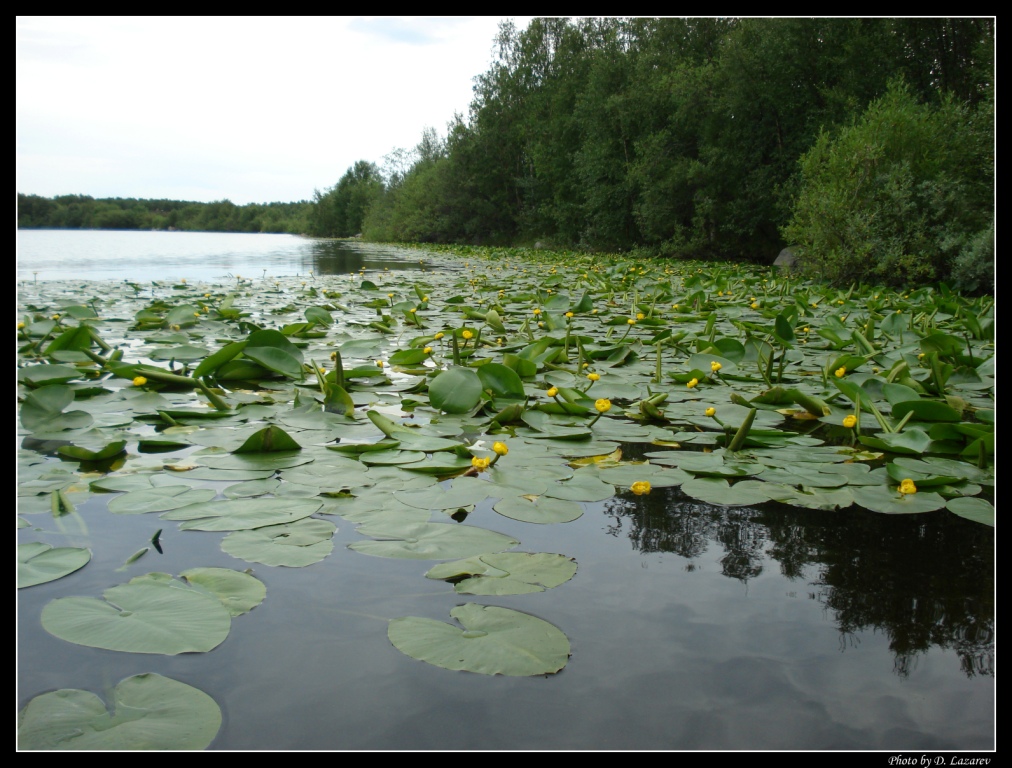 Кувшинки