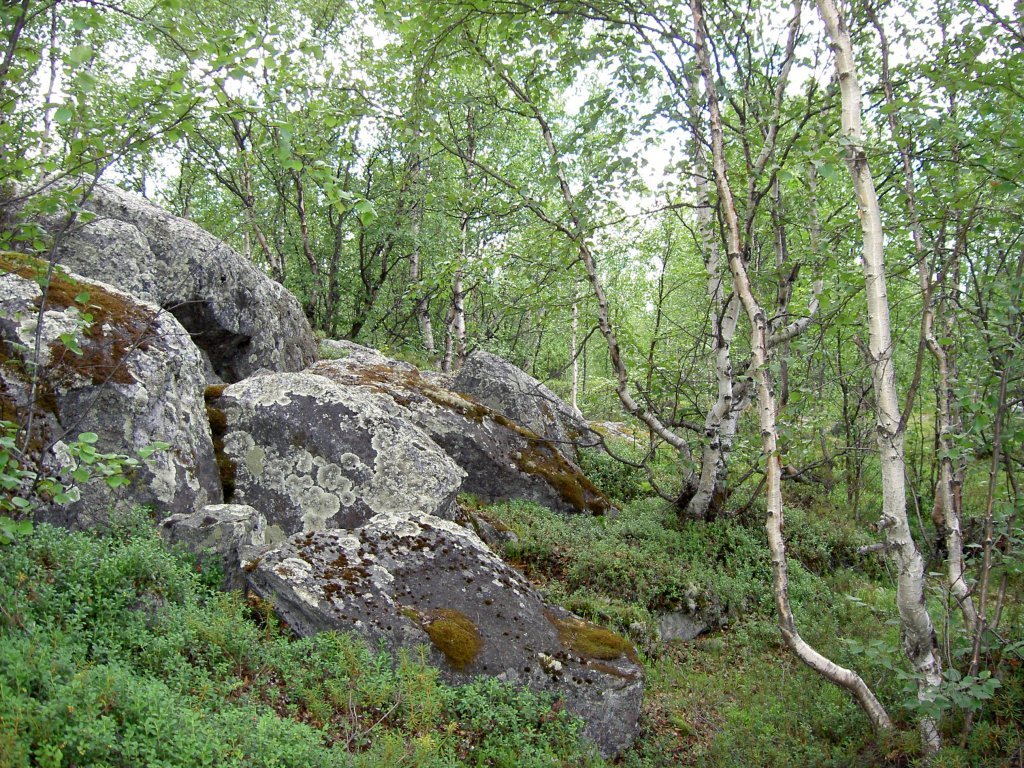Летний лесной пейзаж в районе поселка Мурмаши