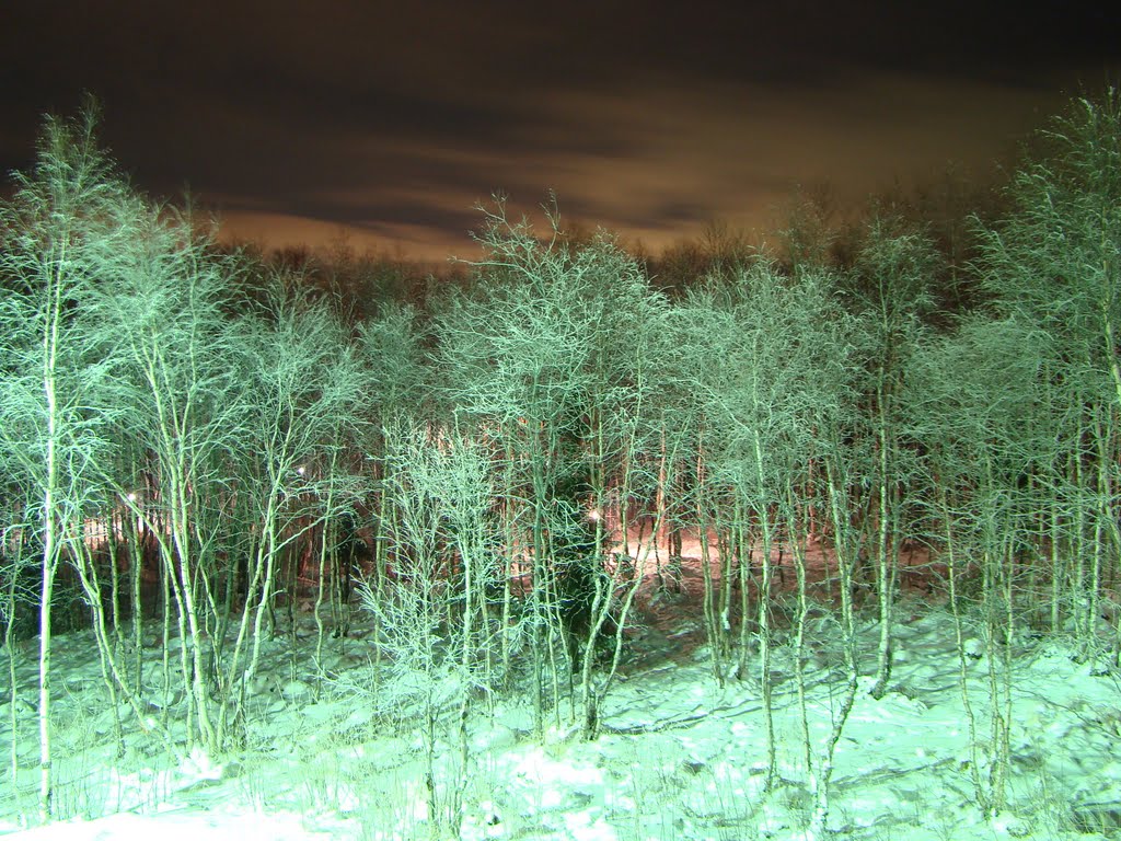 Зимний лес