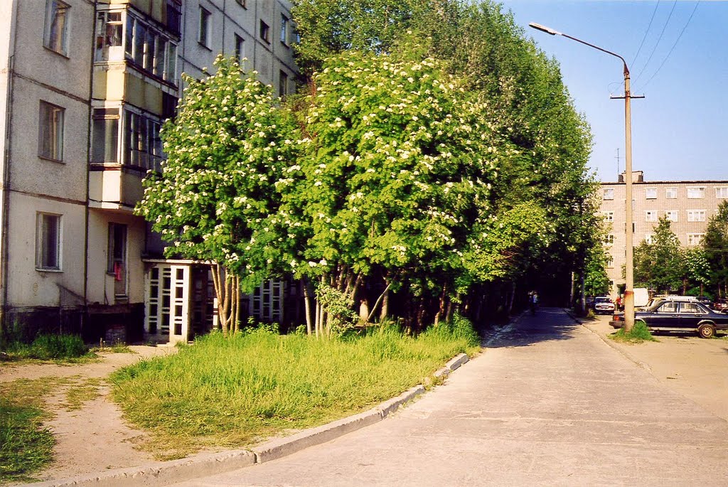 Рябина цветёт