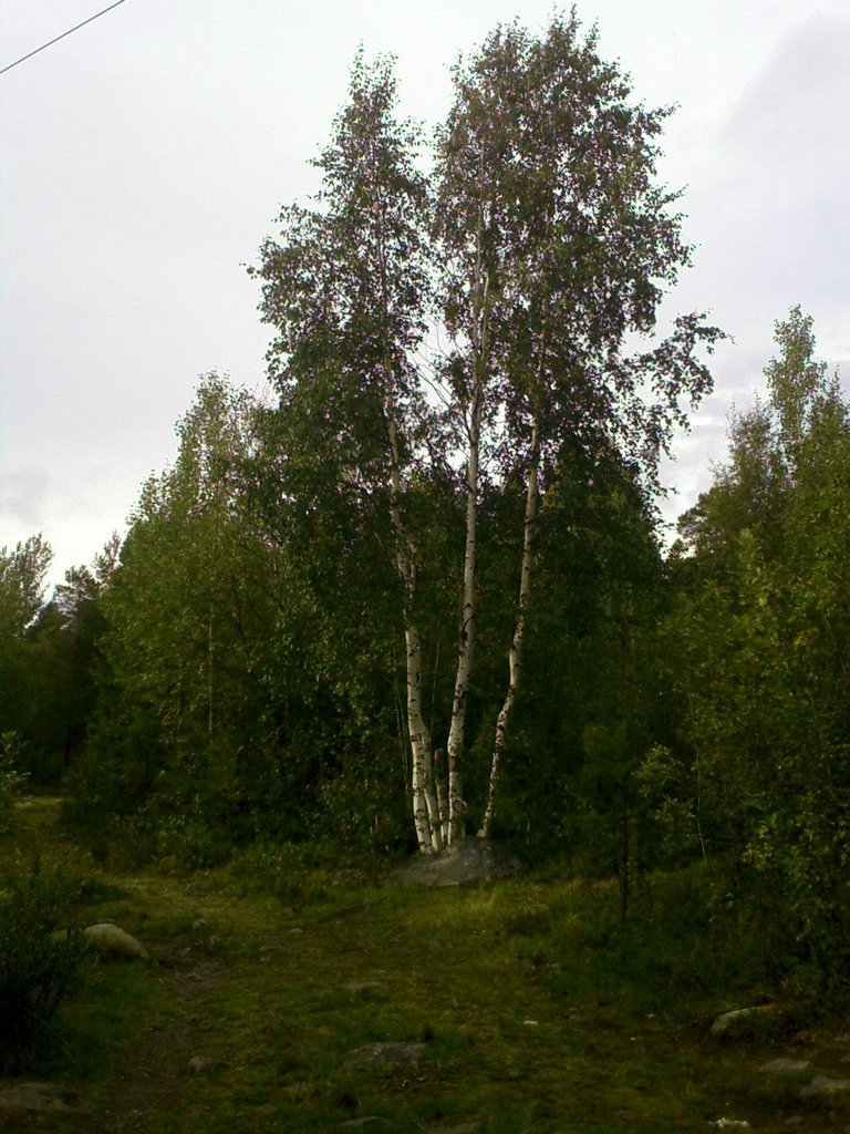 Березка