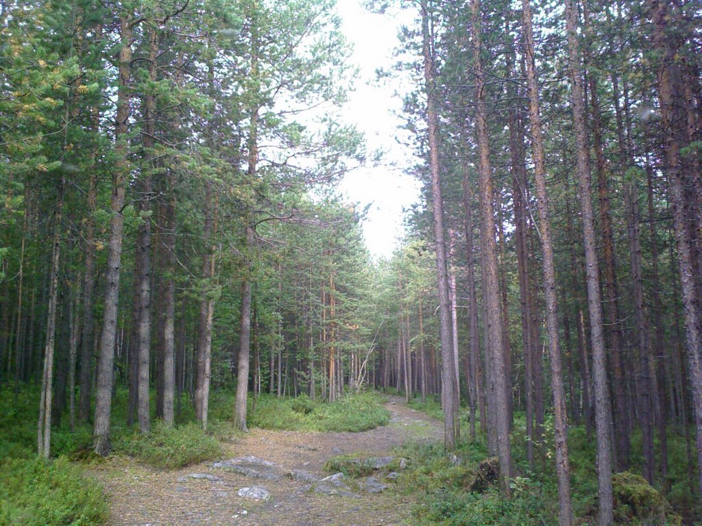 Лесная тропа