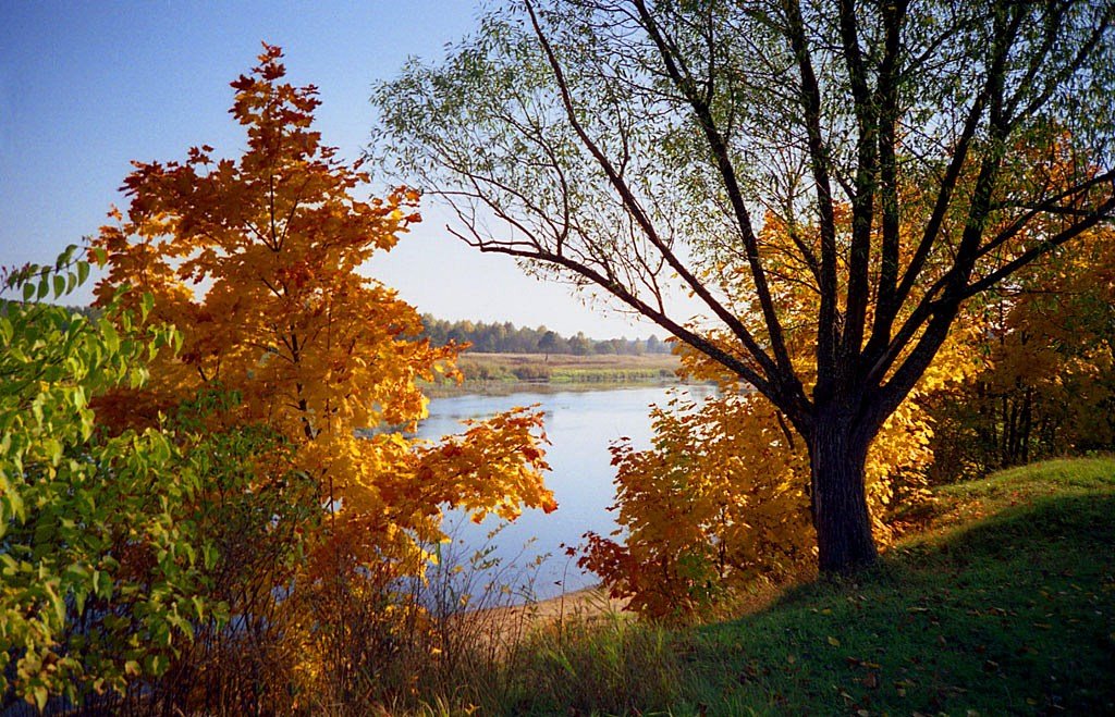 Река Молога. Осень