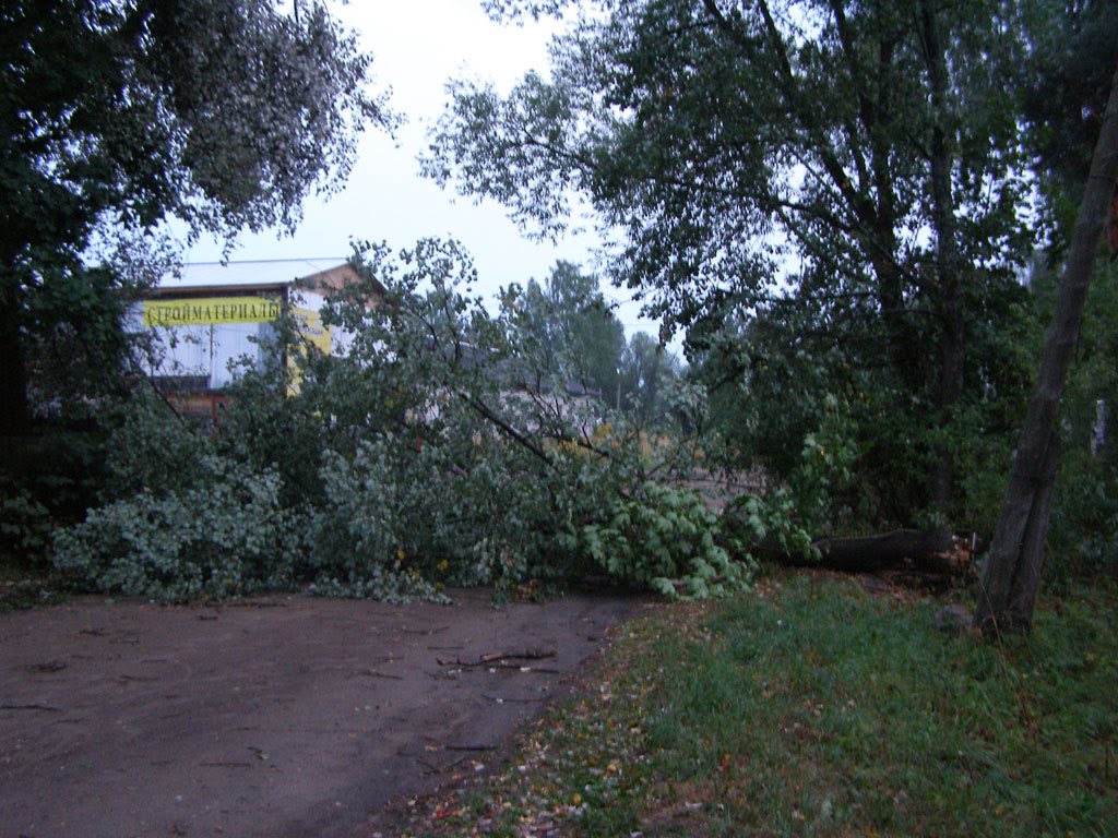 Поваленное дерево