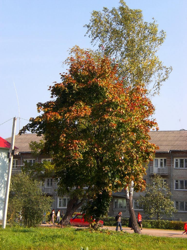 КЛЁН