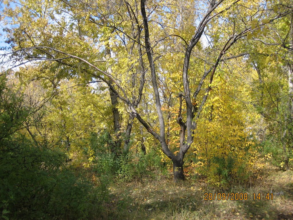 Осени начало       09. 2008