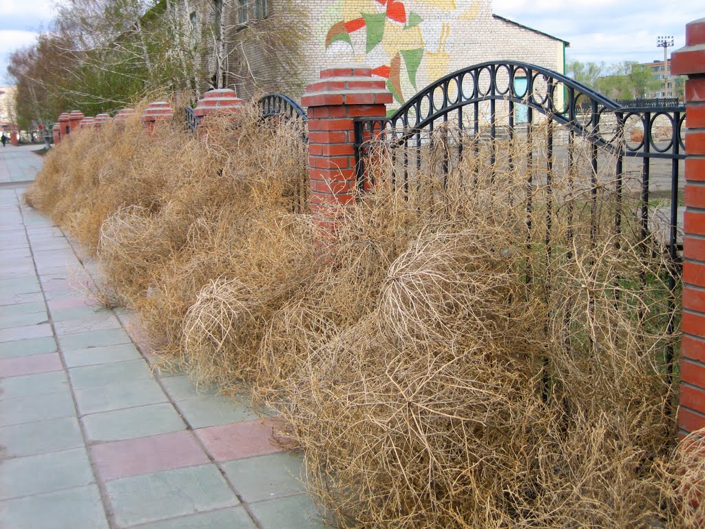 После шторма.Tumbleweeds.