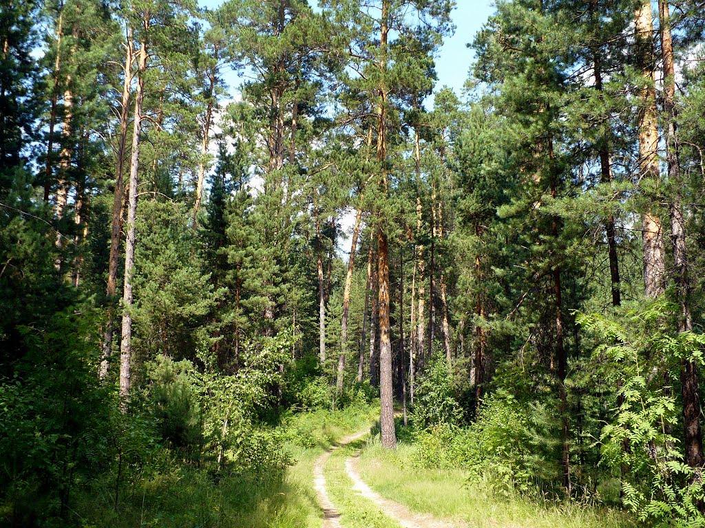 Сказочный лес