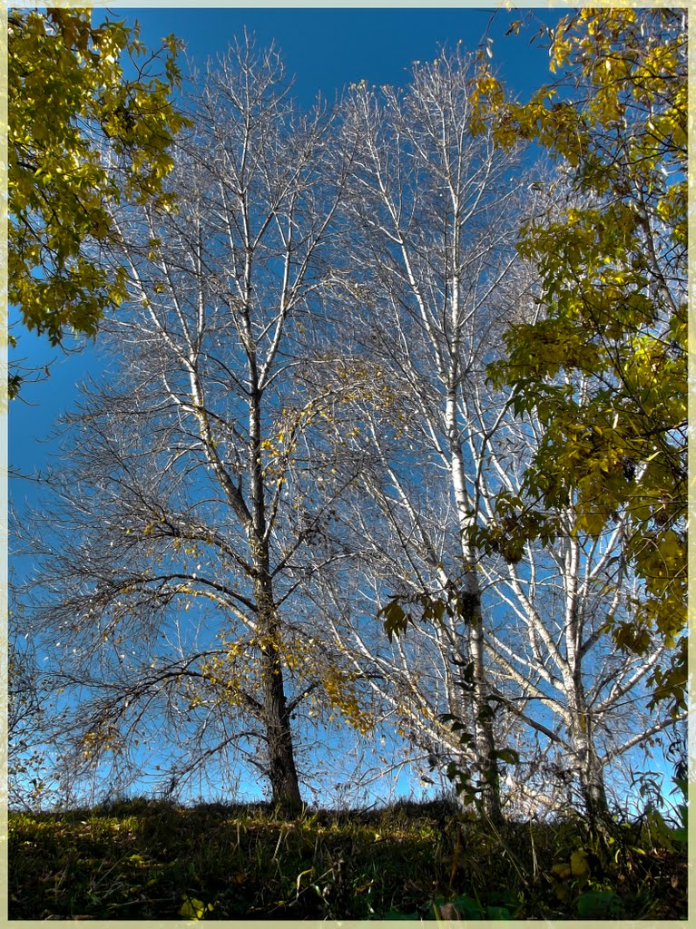 Берёзовый шепот (Birch whisper)