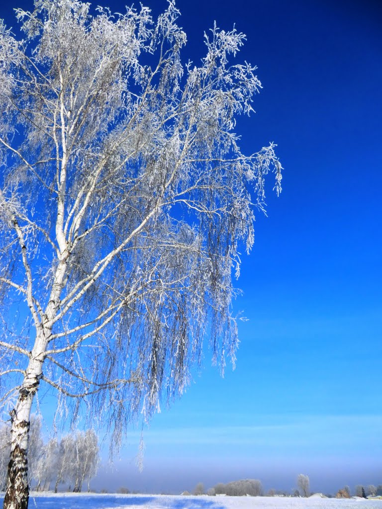 Winter. Sun and Frost