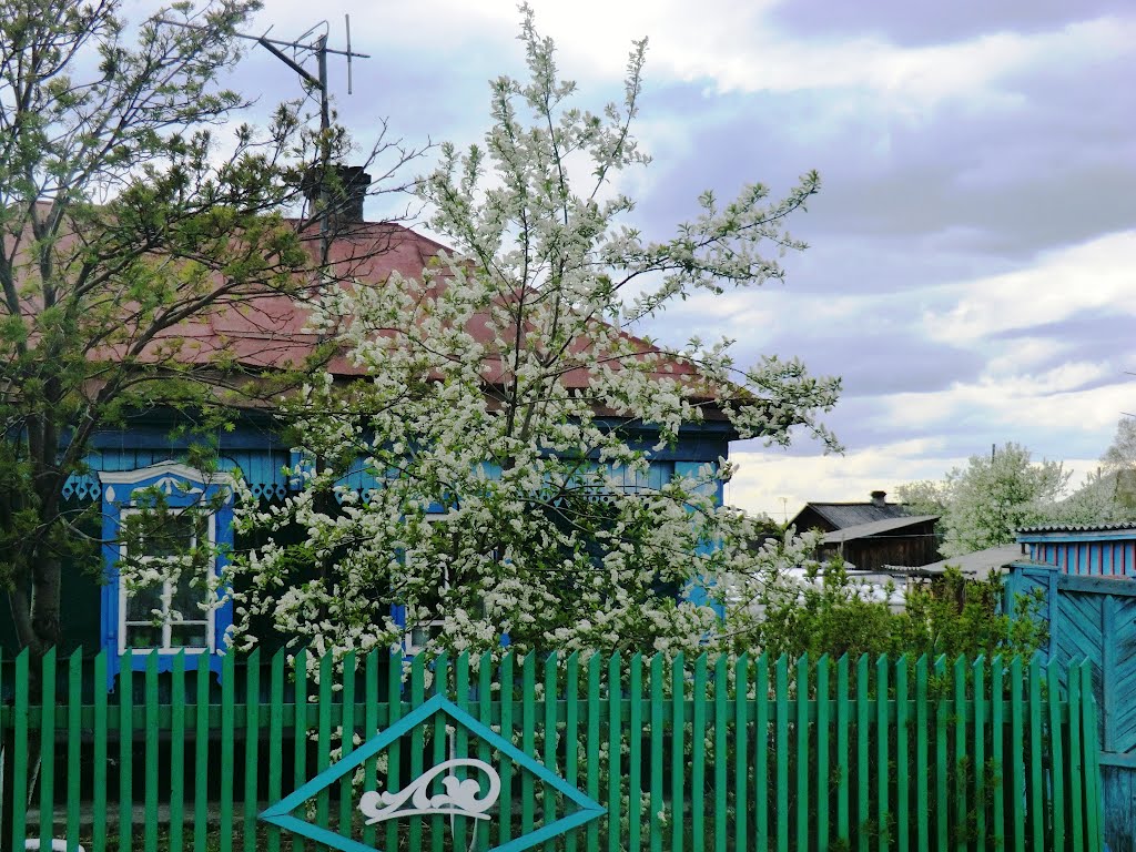 Черемуха в цвету. Ул. Пушкина