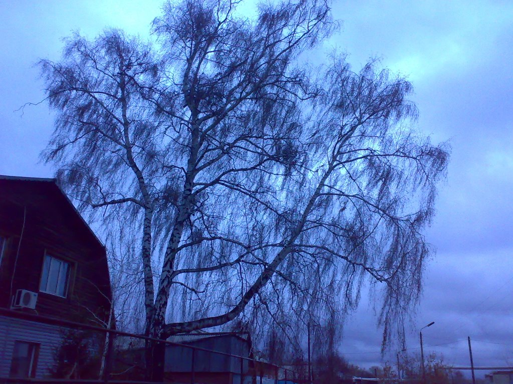 Берёза