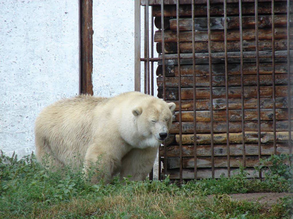 Зоопарк. Белый медведь