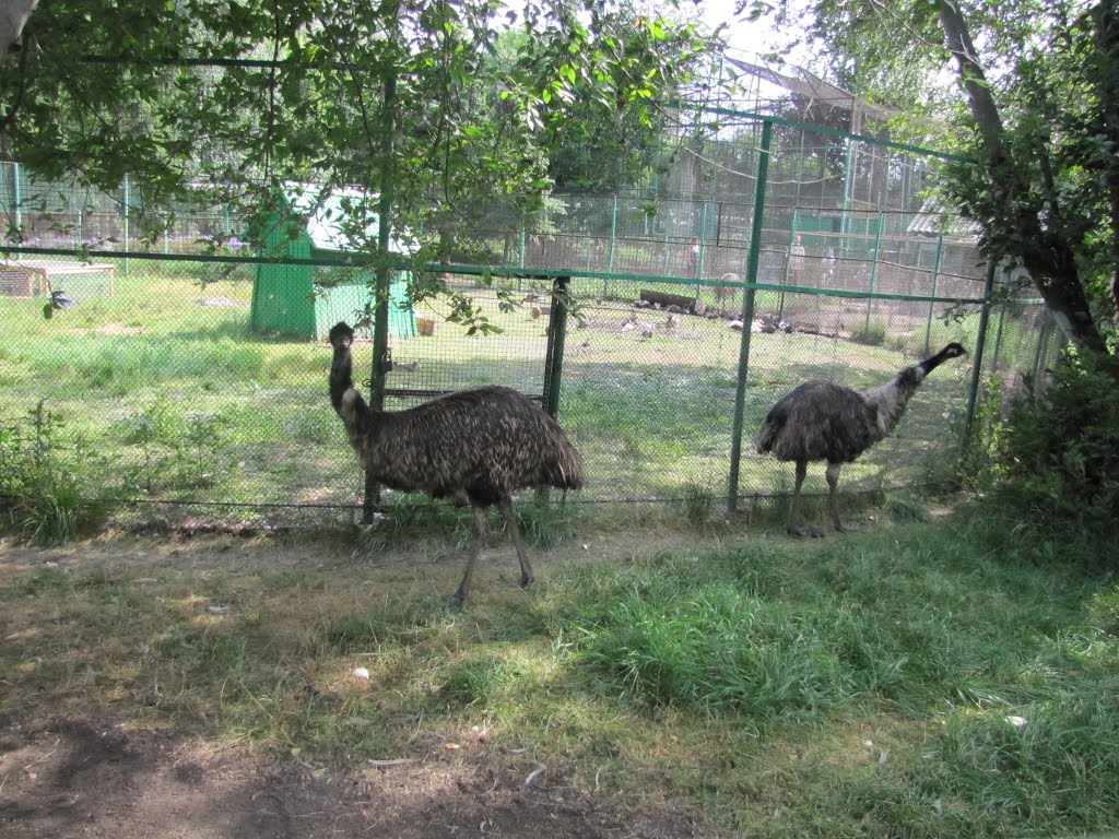 Bolsherechensky Zoo - emu