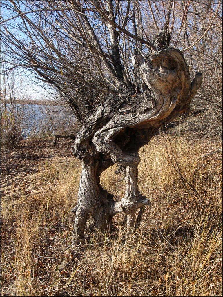 Зелёный остров. Чудо-Юдо.