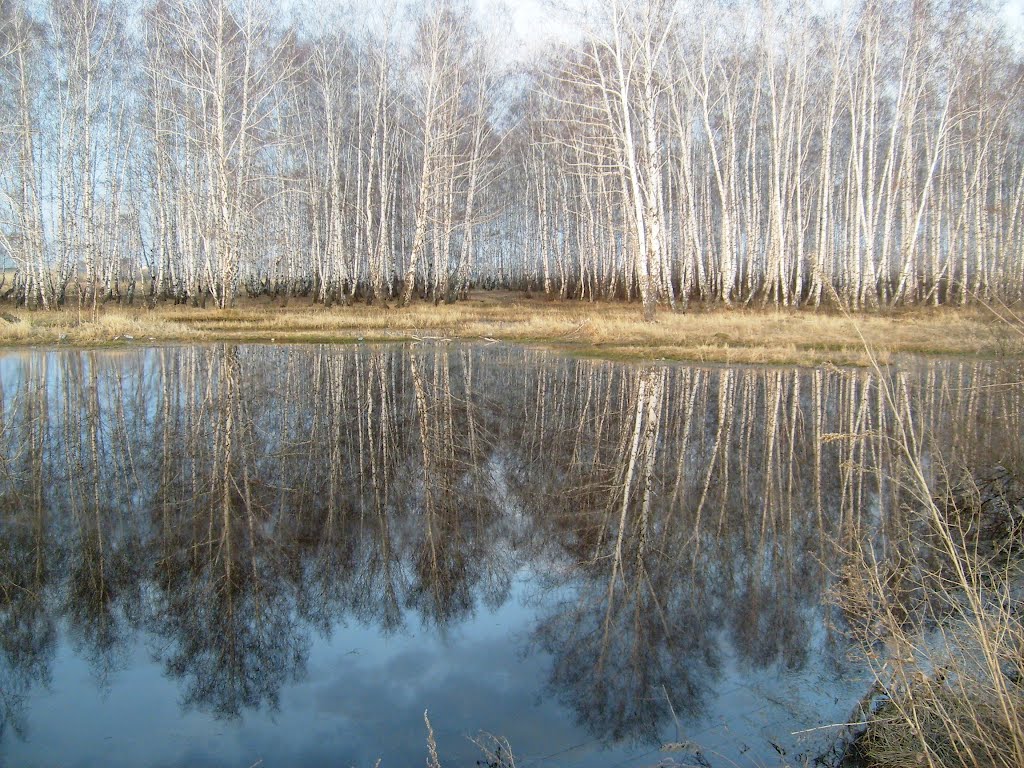 Берёзы