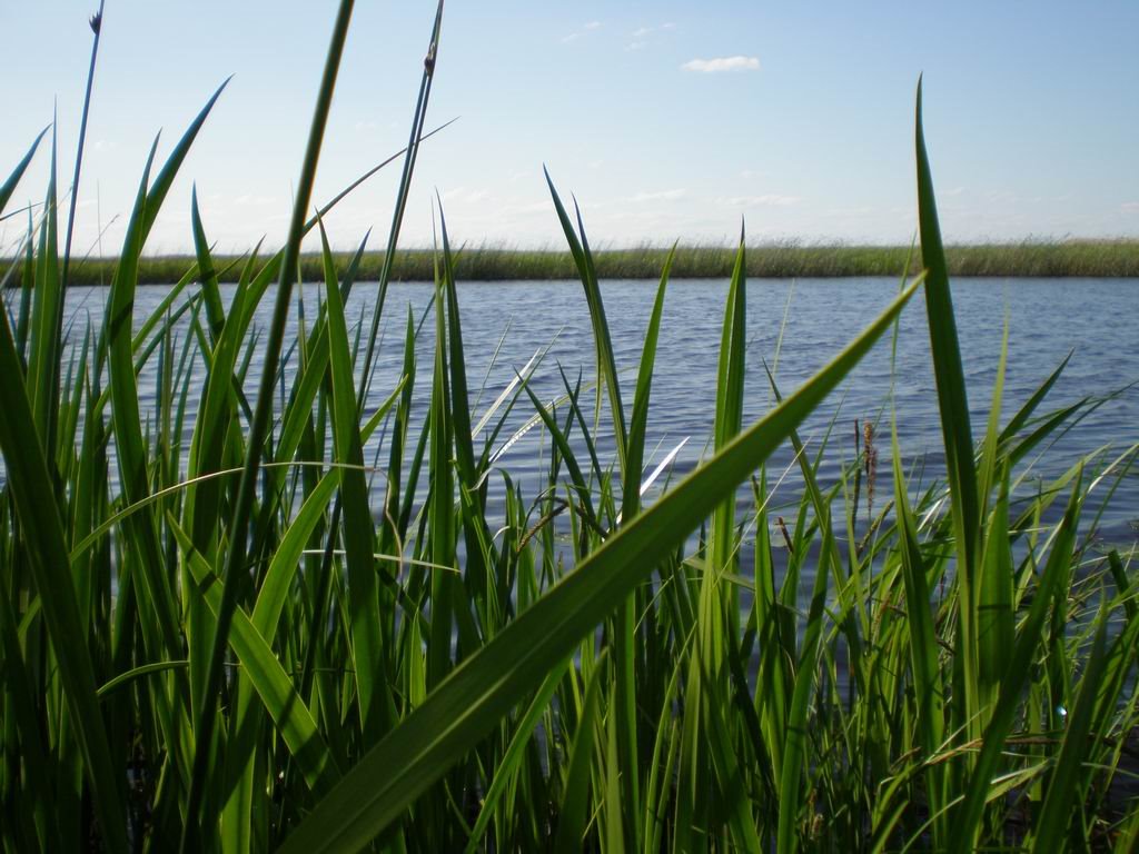 Кривая