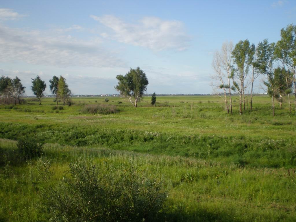 Пойма Иртыша в августе