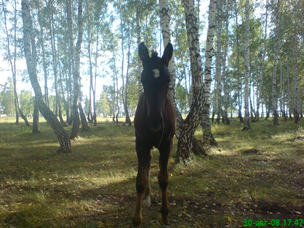 жеребёнок