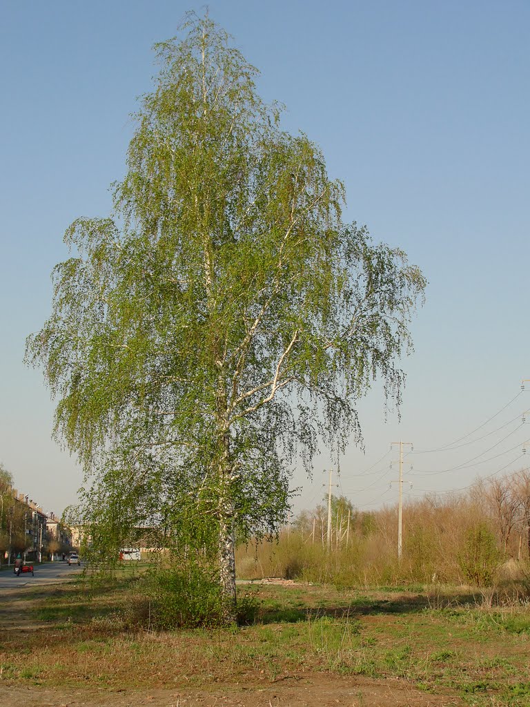 Красавица