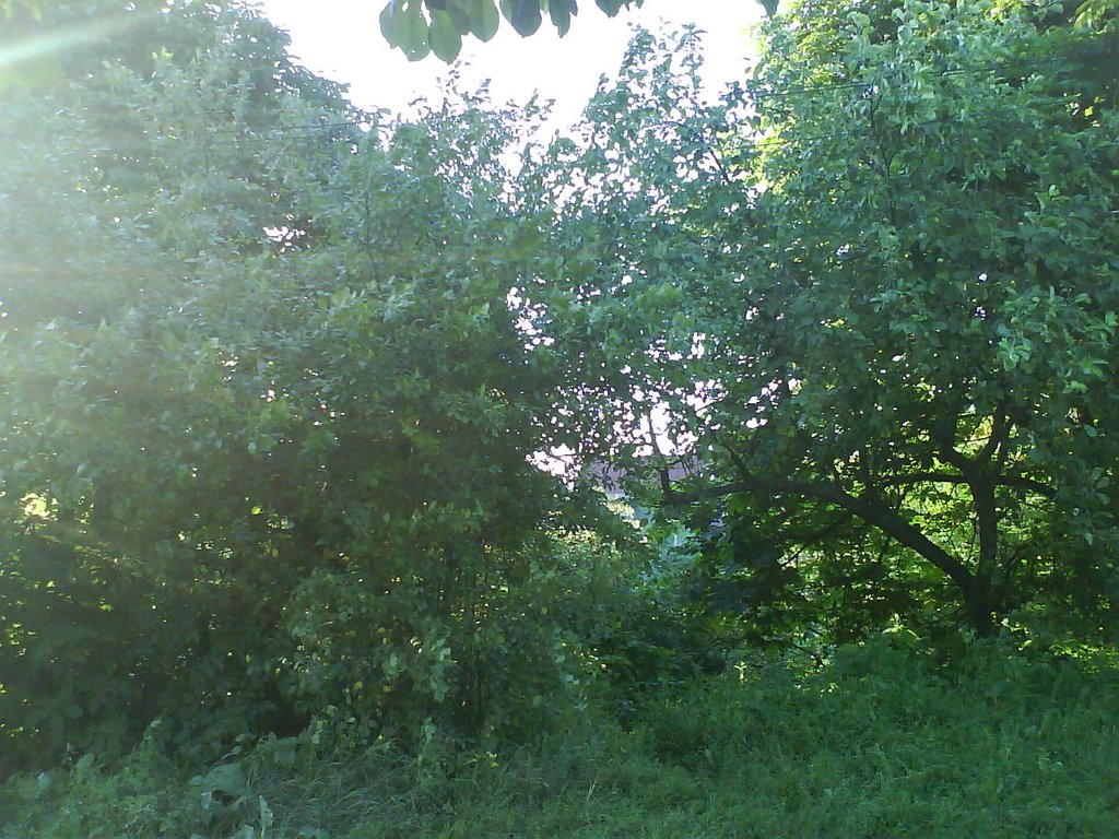 кусты