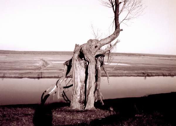 Deshovki, elefant tree & Zhizdra river