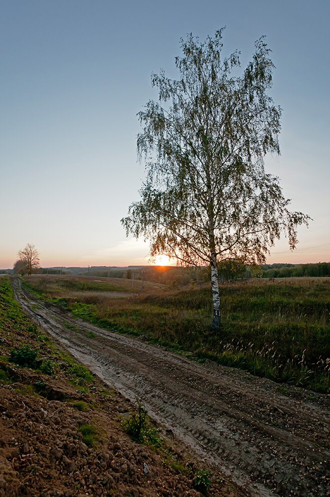 Одинокое дерево. Lonely tree.