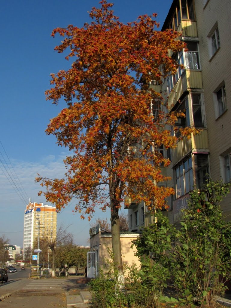 Рябина