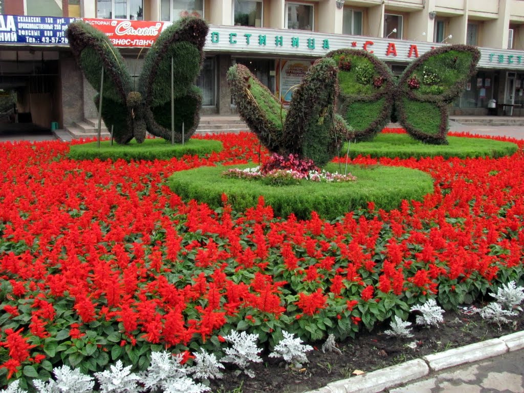 Бабочки