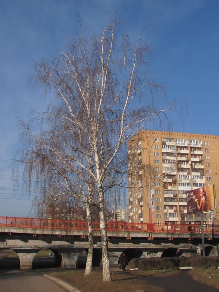 Березки у Красного моста