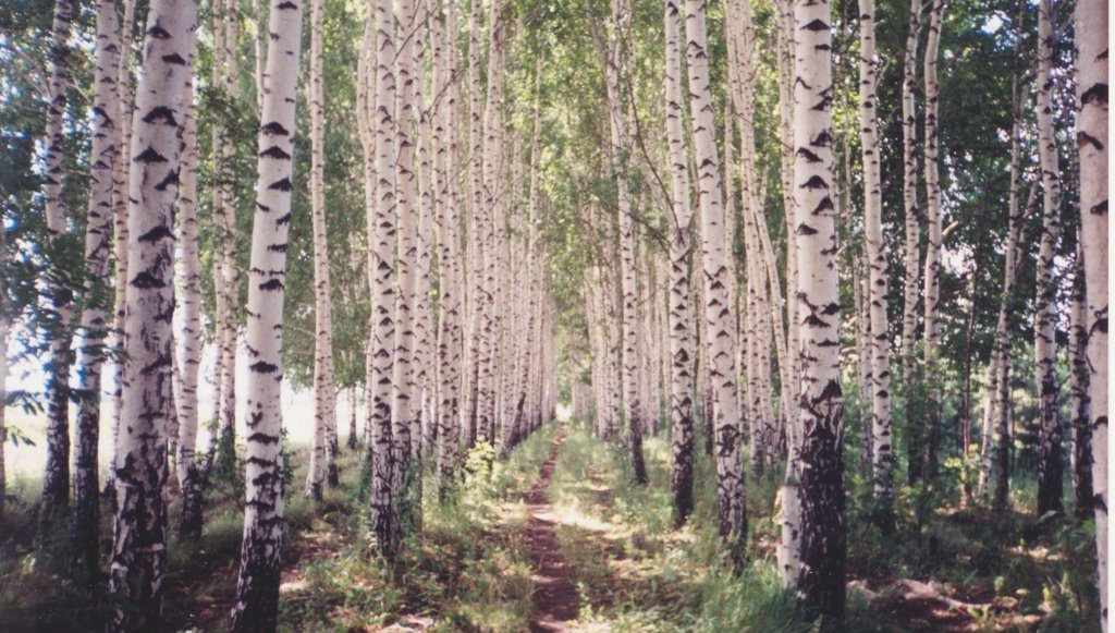 Башмаково.Посадки возле кладбища 1999