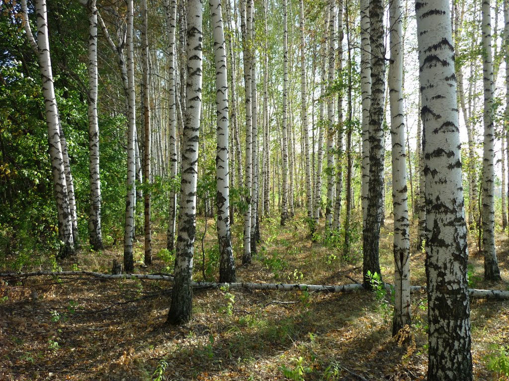 Посадки на горе