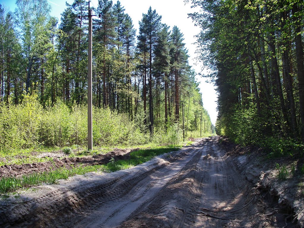 In the forest