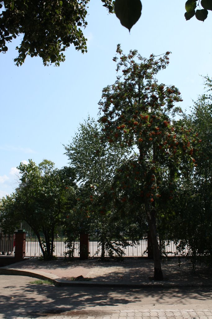 Front garden of "Magnit" shop