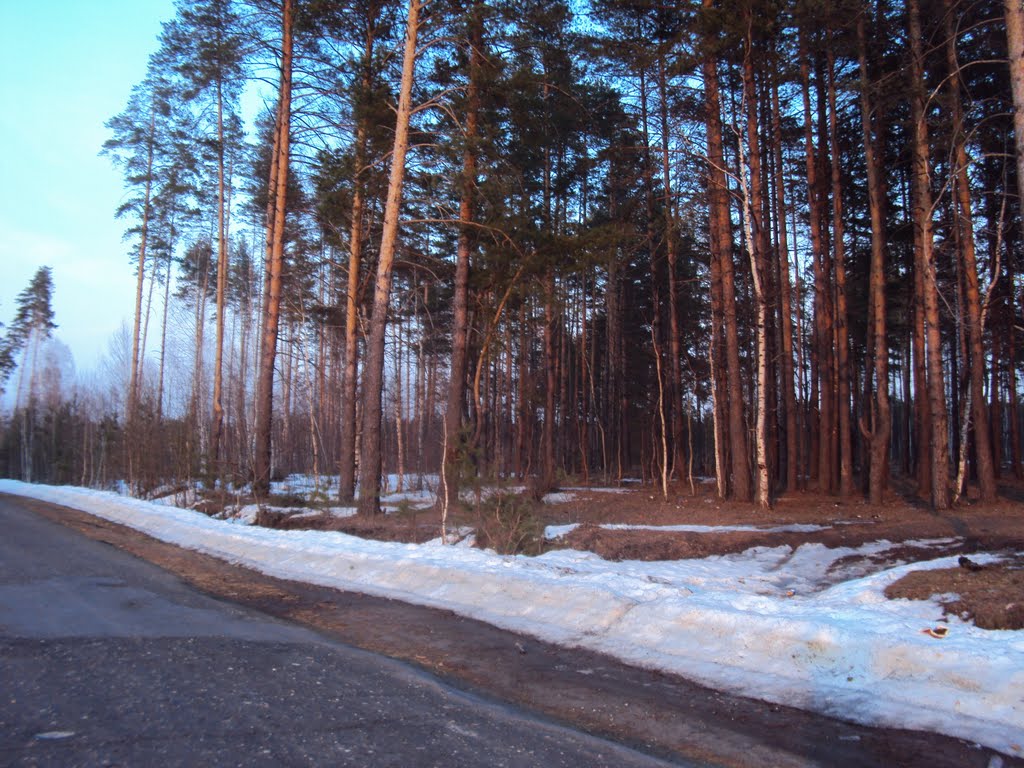 Сосновка