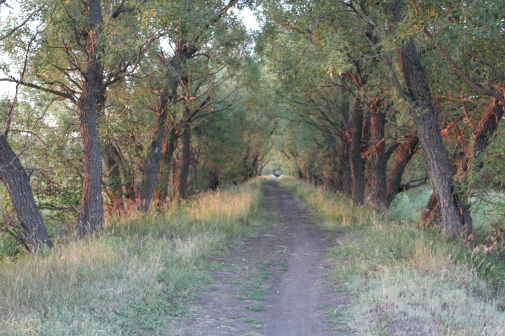 Аллейка.(от "Белинской" к Атмису)