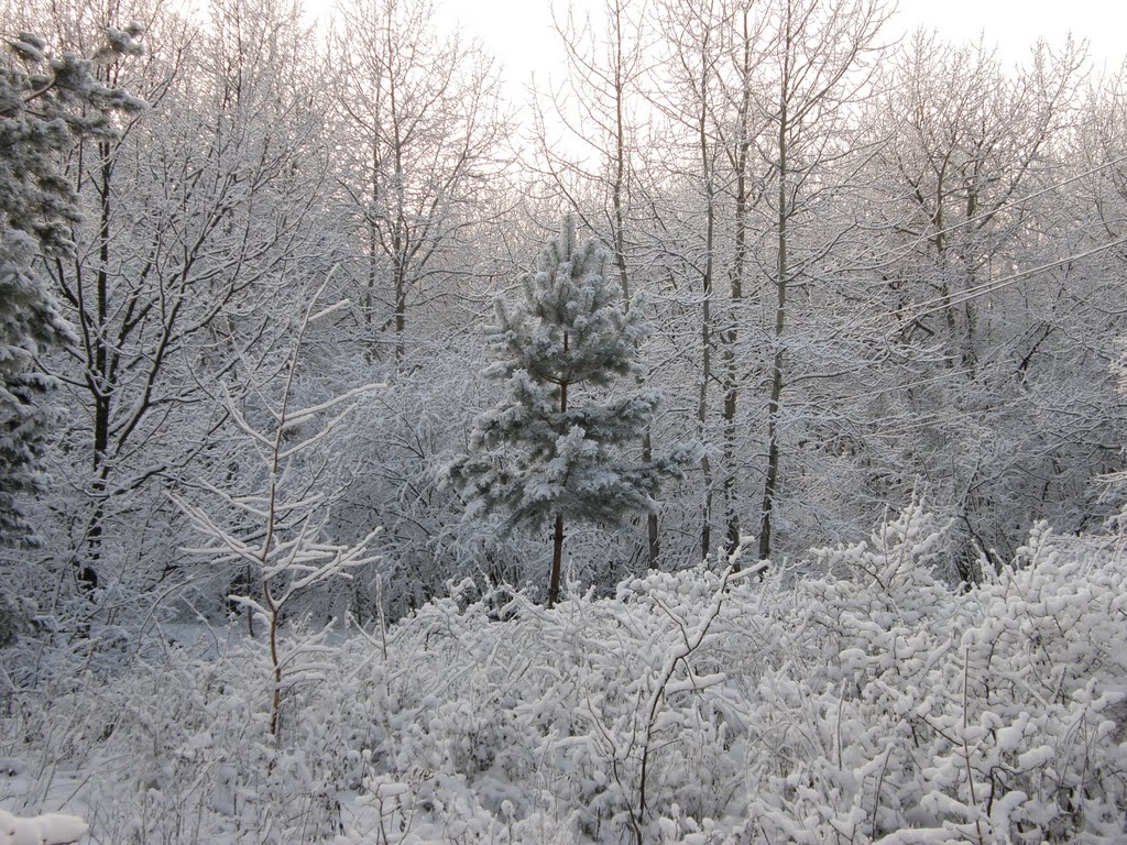зимний лес