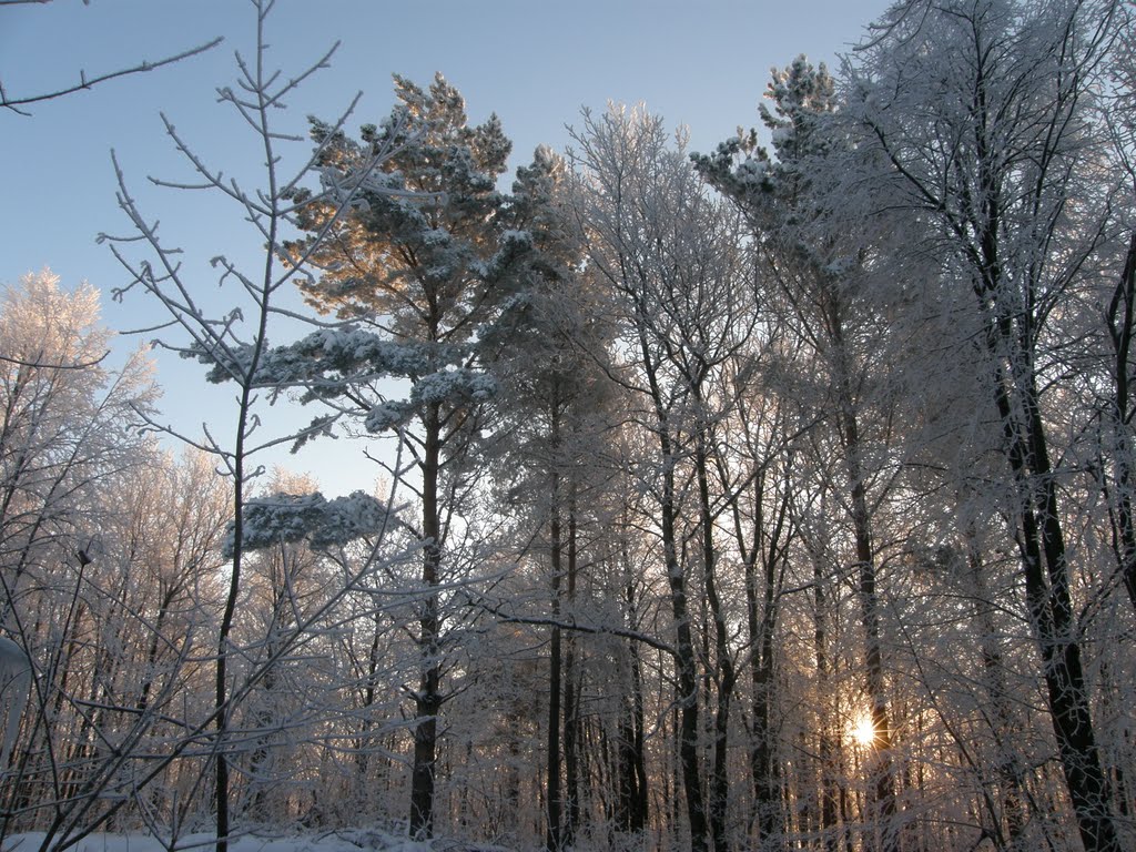 зимний лес
