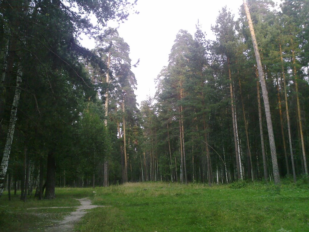 Лес в пригороде