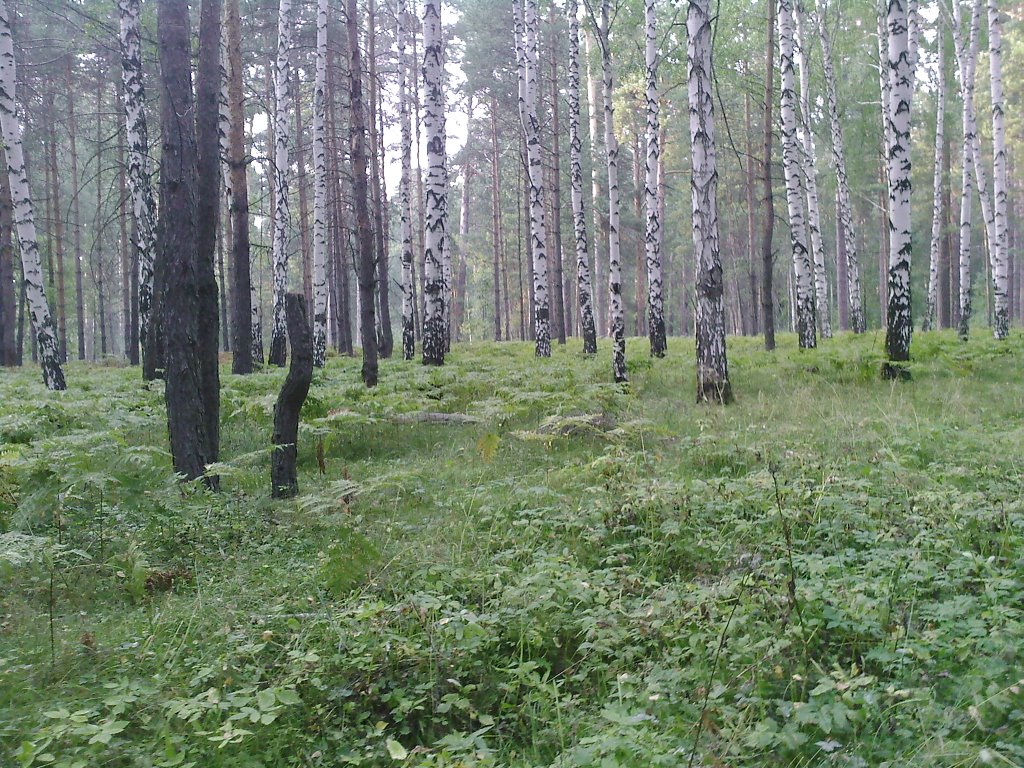 Лесопарк