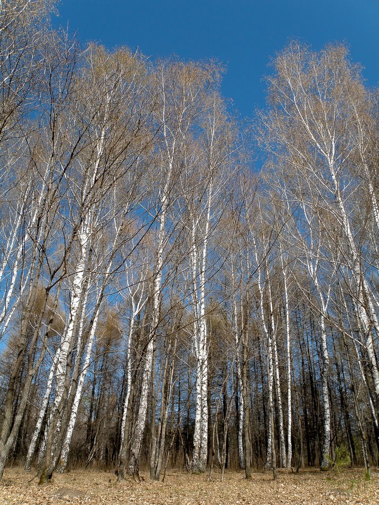 Spring Forest