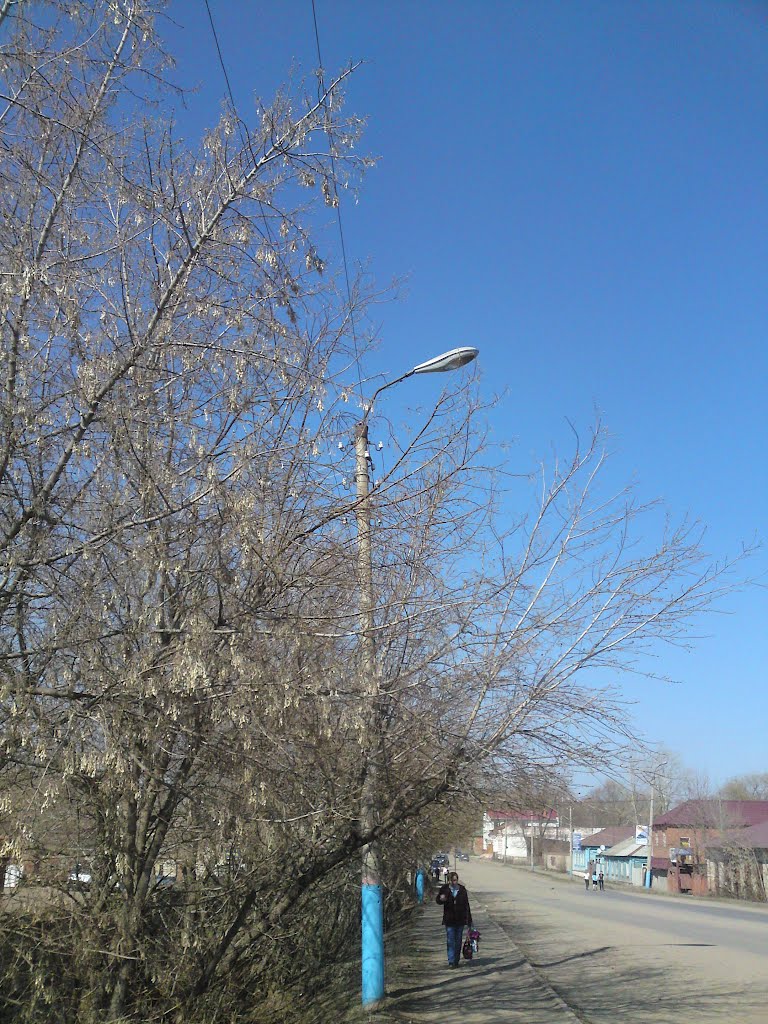 Spring Buds, Beriosa [Birch] Tree, Serdobsk, Russia