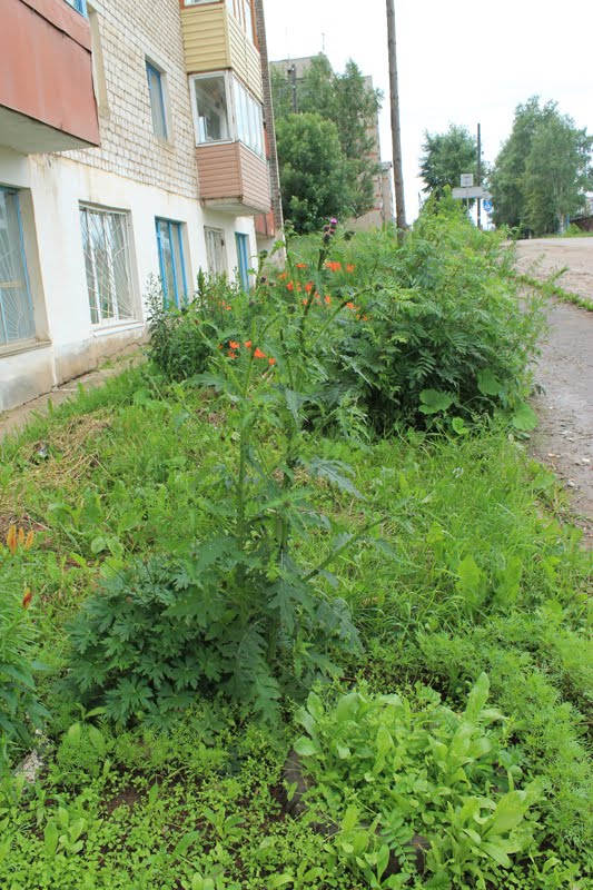 улица Павлова